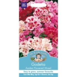 Godetia Azalea Flowered Mixed