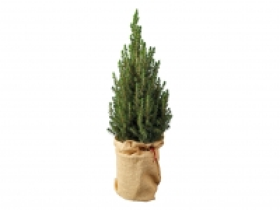 Christmas Tree £8.99