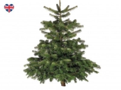 British Fresh Cut Non-Drop Nordman Fir Christmas Tree