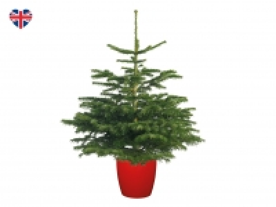 Lidl  British Pot Grown Non-Drop Nordman Fir Christmas Tree