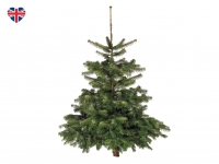 Lidl  British Fresh Cut Non-Drop Nordman Fir Christmas Tree