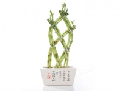 Lucky Bamboo