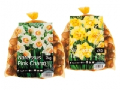 Daffodils Bulbs 2kg