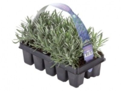 Lavender Angustifolia