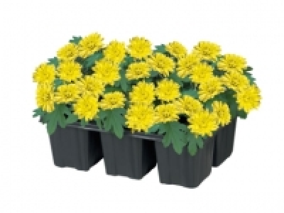 Chrysanthemums