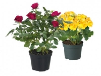 Assorted Flowering Plants £2.49