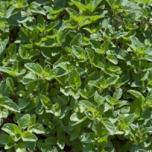 Prefers Well Drained Soil, Multi Pu Oregano - 1L
