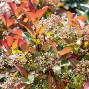 Height Up To 5m And Width 5m Hedging Trolley - Photinia fraseri Red Robin (Photinia x f