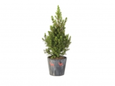 Lidl  Conifer in Reindeer Pot