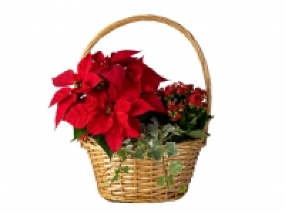 Christmas Basket £8.49
