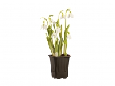 Snowdrops