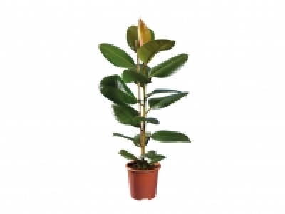 Green Houseplants £4.99