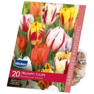 Tulip Rembrandt Mix Spring flowering Bulbs