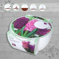 InExcess  G-Plants Indoor Grow Hyacinth Trio Bowl Planter Set