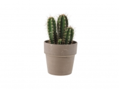 Cactus in Ceramic &pound;4.49