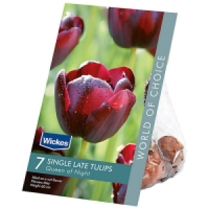 Tulip Queen of Night Spring flowering Bulbs £1.00