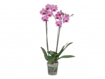Twin Stem Orchid £7.99