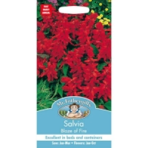 Well Drained. Mr. Fothergills Salvia Blaze Of Fire (Salvia Splendens) See