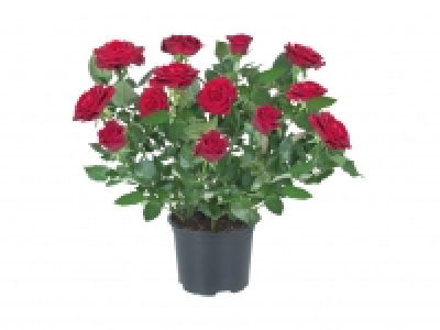 Mini Rose