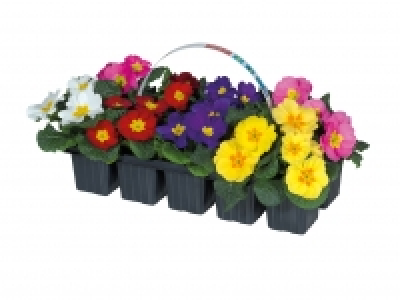 Primroses £2.99