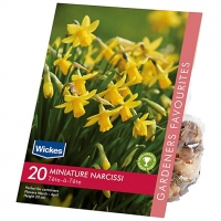 Wickes  Narcissi Tete-a-Tete Spring flowering Bulbs
