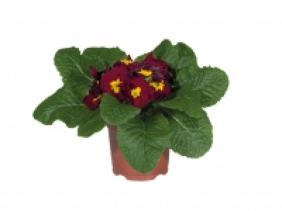 Primrose £0.69