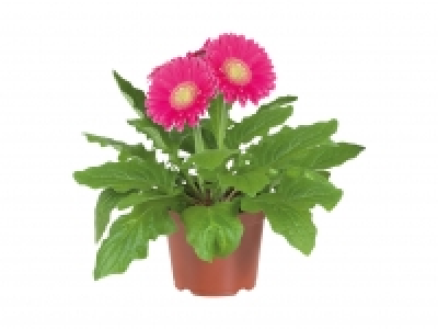Gerbera £2.29