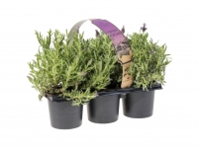 Lavender £3.99
