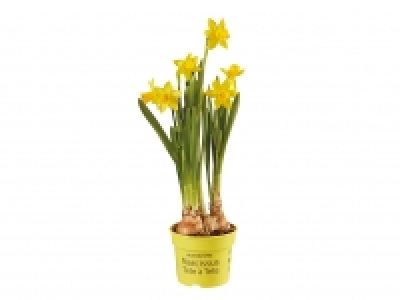 Potted Daffodils