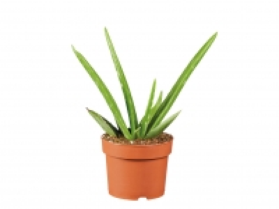 Aloe Vera £2.29