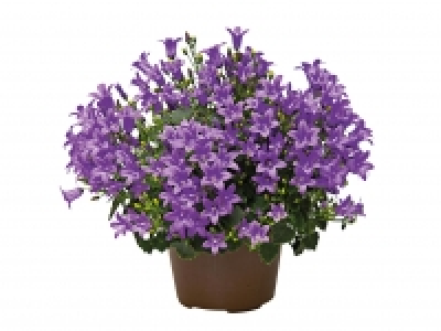 Campanula £2.99