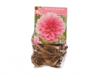 Dahlia Bulbs £5.99