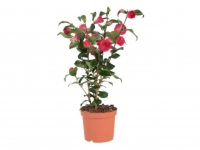 Camellia £9.99