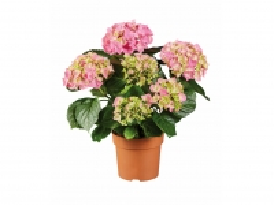 Hydrangea £5.99