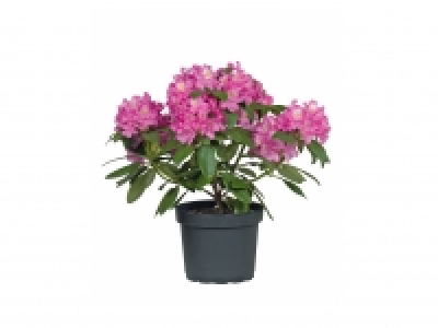 Rhododendron £6.49