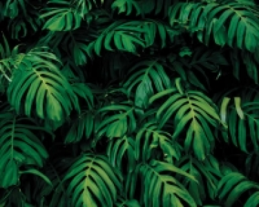 ohpopsi Forest Plant Wall Mural - XL 3.5m (W) x 2.8m (H)