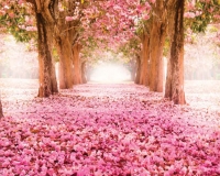 Wickes  ohpopsi Pink Cherry Blossoms Wall Mural - XL 3.5m (W) x 2.8m