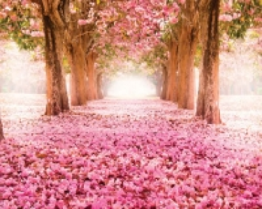 ohpopsi Pink Cherry Blossoms Wall Mural - XL 3.5m (W) x 2.8m