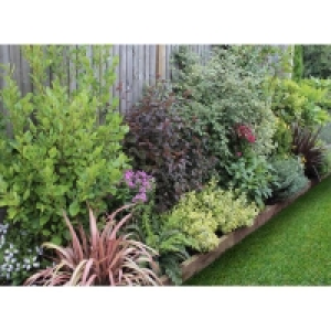 Evergreen Border 9m x 120cm £416.00