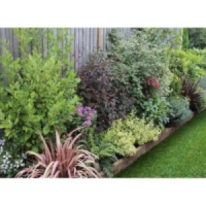 Evergreen Border 7m x 120cm £340.00