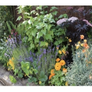 Sensory Border Collection - 8m x 60cm £268.00