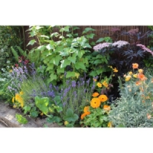 Sensory Border Collection - 9m x 90cm £344.00