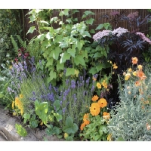 Homebase Biodegradable Paper Plan, Pegs, Fer Sensory Themed Border 8m X 120cm