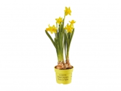 Potted Daffodils £0.99