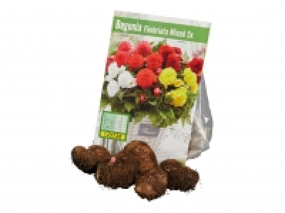 Begonia Bulbs £1.99