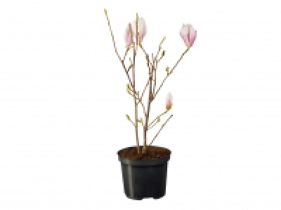 Magnolia £7.49