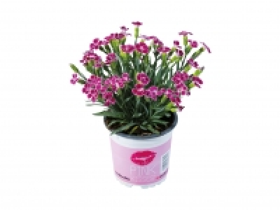 Dianthus Pink Kisses £1.79