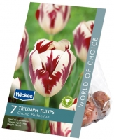 Wickes  Tulip Grand Perfection Spring flowering Bulbs