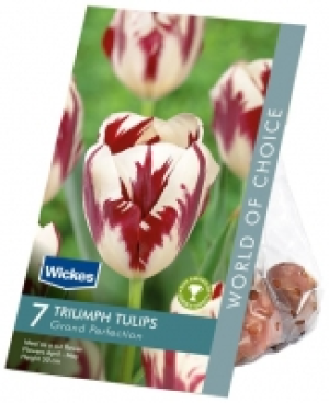 Tulip Grand Perfection Spring flowering Bulbs