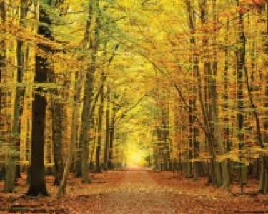 ohpopsi Autumn Leaves Wall Mural - L 3m (W) x 2.4m (H)